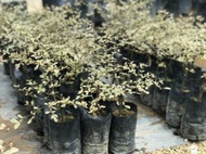 Anak Pokok Bucida putih / busida putih / pokok doa / pokok tadah langit