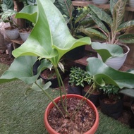 anthurium corong