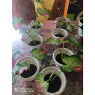 shycool terlajak murah