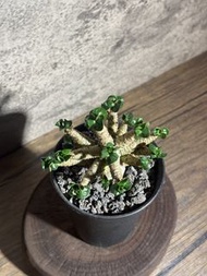 快閃價⚡️🌿【肉町】羊角沙漠玫瑰 DHA｜Adenium obesum ’Dorset Horn‘ 多肉植物 塊根植物 小盆栽 仙人掌 生日禮物🌿