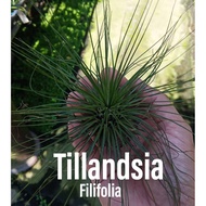 Airplant - Tillandsia Filifolia