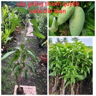 CÂY XOÀI ĐÀI LOAN