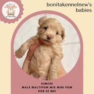 Promo Jual Anjing Maltipom Mix Mini Pom Anakan Anjing Maltese Mini Pom