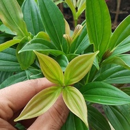 Tanaman parijoto tanaman buah parijoto