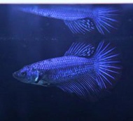 【成崧水族】藍電光母半月鬥魚 藍電光母 母半月鬥魚 半月鬥魚