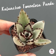 Kalanchoe Tomentosa Panda ไม้อวบน้ำ กุหลาบหิน cactus&amp;succulentหลากหลายสายพันธุ์