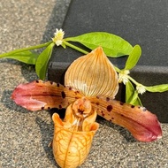 拖鞋蘭胸針/真花飾品/蘭花飾品