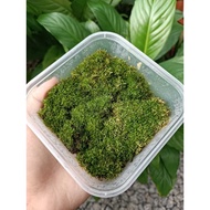 Bun moss/Fox tail moss 10cmx10cm (Terrarium moss, paludarium moss, vivarium moss)