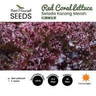 [4.2g] SEEDS Red Coral Lettuce / Salad Karang Merah / 红珊瑚生菜