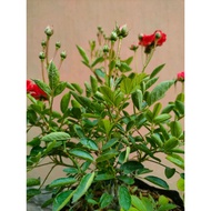 Sindo - Climbing Orange Rose Live Plant FHOK6H9ZJX