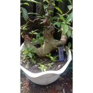 Bonsai BAHAN BONSAI LOA,, Calon Bogel