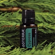 Cypress Essential Oil  Cupressus essential oil  Fresh and woody Cypress is o used in spas for its re