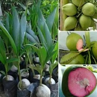 ready Bibit kelapa wulung /bibit kelapa hijau Wulung / kelapa ijo
