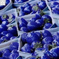 Benih STRAWBERRY BIRU - Biji Bibit Buah
