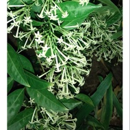 pokok bunga sedap malam/Cestrum nocturnum