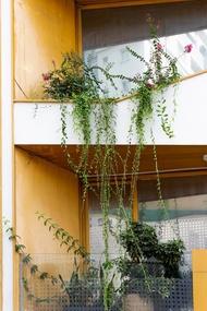 Cactusland Near Saigon Train Station