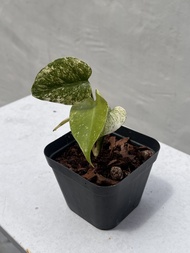 白怪獸 龜背竹 monstera white monster 觀葉植物盆栽