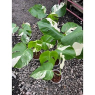 Monstera Albo Japan | Borsigiana | Holand
