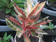 Aglonema Red Sumatra / Aglaonema Unik