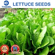 ROMAINE LETTUCE SEEDS Vegetable Seeds