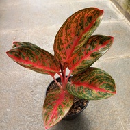 Sindo - Aglaonema Widuri Live Plant AQTJZG8ZEN