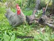 ไข่ไก่เชื้อบาร์พลีมัทร็อค สำหรับฟักให้แม่ไก่ฟักหรือตู้ฟักไข่ ชุด 5ฟอง(แถม1ฟองกันแตก)