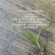空氣鳳梨：虎斑章魚/地球最強植物/不需土壤超好種植