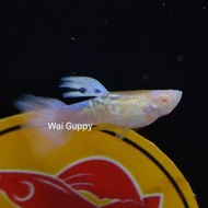 Albino Blue Koi Snakeskin