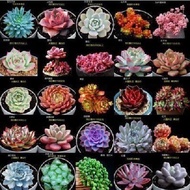 Succulent seeds Rare succulent Seed balcony Potted desktop display Succulent plant flower seeds