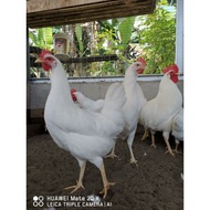 TELUR BERBENIH WHITE LEGHORN KUALITI TINGGI (HIGH QUALITY)