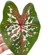 Caladium 'Florida Calypso' (0.35m)