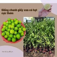 Combo of 3 paper lemon trees (grafted trees)