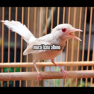 Telur Fertil Murai Batu Albino 100% menetas