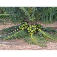 ANAK POKOK KELAPA PANDAN ORIGINAL