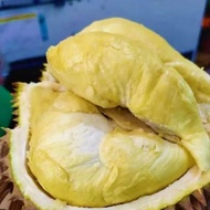 durian Montong Nusantara utuh 3kg lebih