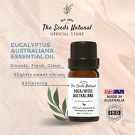 The Seeds Natural Eucalyptus Australiana Essential Oil - Australia Minyak Pati Eucalyptus Essential Oil 澳洲尤加利精油