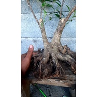 bahan bonsai kimeng  bonggol