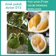 PBN - anak pokok durian D13 - golden bun pokok bunga nursery cepat rajin berbuah lebat subur fruit sapling outdoor plant fruits