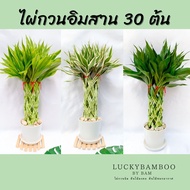 ไผ่กวนอิมสาน 30 ต้น สูง 45-50 cm (ไม่รวมกระถาง) สีทอง สีเงิน(ด่าง) สีเขียว ไม้ประดับ ไม้ฟอกอากาศ