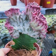 EYPHORBIA CACTUS/ CORAL CACTUS/ CRESTED / REAL PLANT