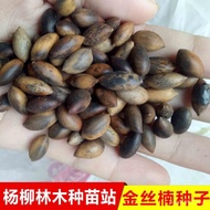 Nanmu Sell Seeds Nanxiao Leaf Zhen Nanmu Green Seeds Seeds Golden Seeds Wholesale Seedling VZ4M