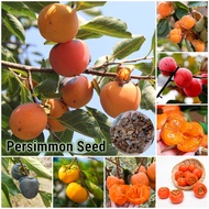 Bibit Buah Kesemek 30 Biji — Kirim Kilat! Bibit Buah Langka Berkecambah Tinggi Gampang Tumbuh Di Pot