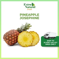 Pineapple Josephine 1pcs (Nenas) |Fresh Fruit| [Extra Natural Fresh]