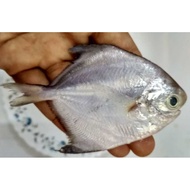 Ikan Bawal Selatan Kecil (Small Silver Pomfret) / Ikan Bawal Putih Kecil (Small White Pomfret)