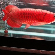 ARWANA SUPER RED CHILI 19 CM