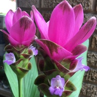 Pokok Bunga Tulips Siam Thailand / Siam Tulip 🌷/ Curcuma Alismatifolia