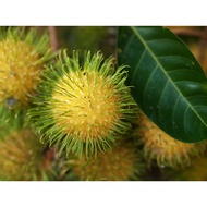 Pokok Rambutan Gading Hybrid