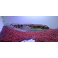 Channa Yellow Sentarum Maru Ys 19-20cm Maruliodes Yellow Variant Size 20cm Good Material