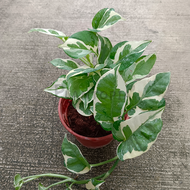 [Plantopia] Epipremnum NJoy 白金葛 | Indoor Plant | Pokok Hiasan Hidup Dalam Rumah