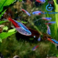 Neon Tetra